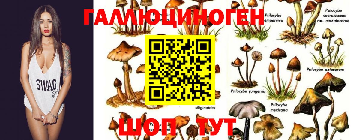 Псилоцибиновые грибы GOLDEN TEACHER  Вход с VPN  Уварово 